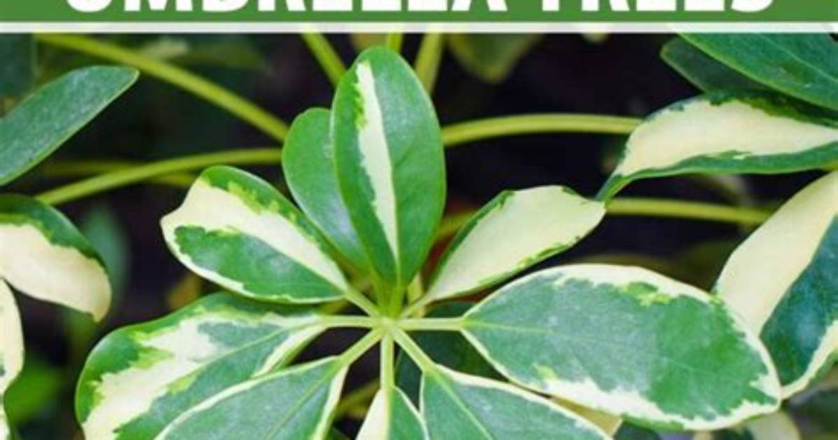 How Fast Do Umbrella Plants Grow