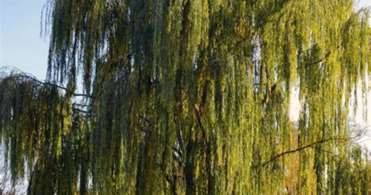 How Fast Do Weeping Willow Roots Grow