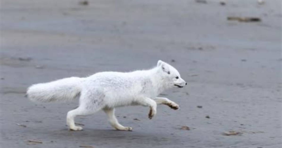 How Fast Does a Fox Run