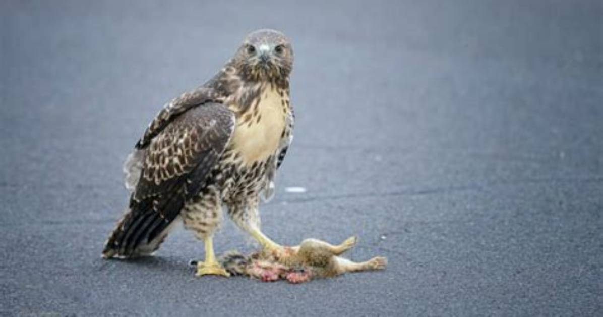 How Fast Does a Hawk Kill Its Prey