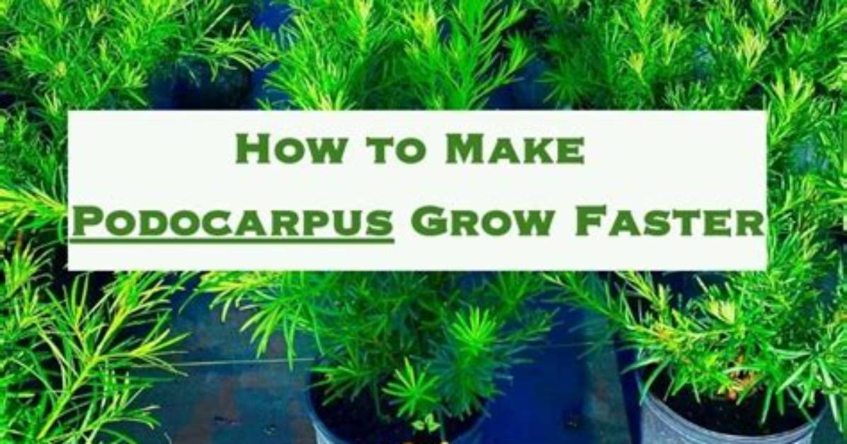 How Fast Does a Podocarpus Tree Grow