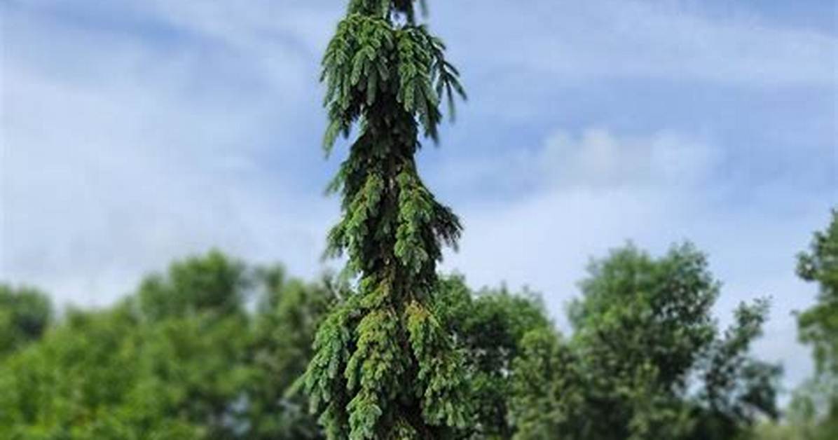 How Fast Does a Weeping White Spruce Grow