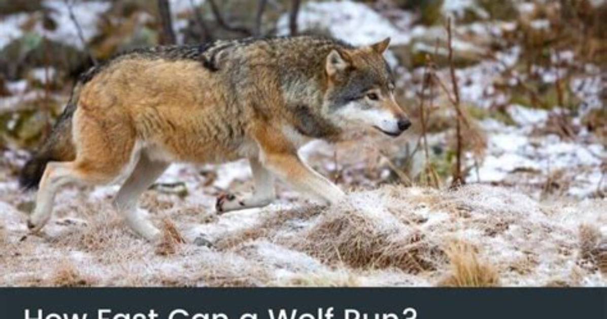 How Fast Does a Wolf Run