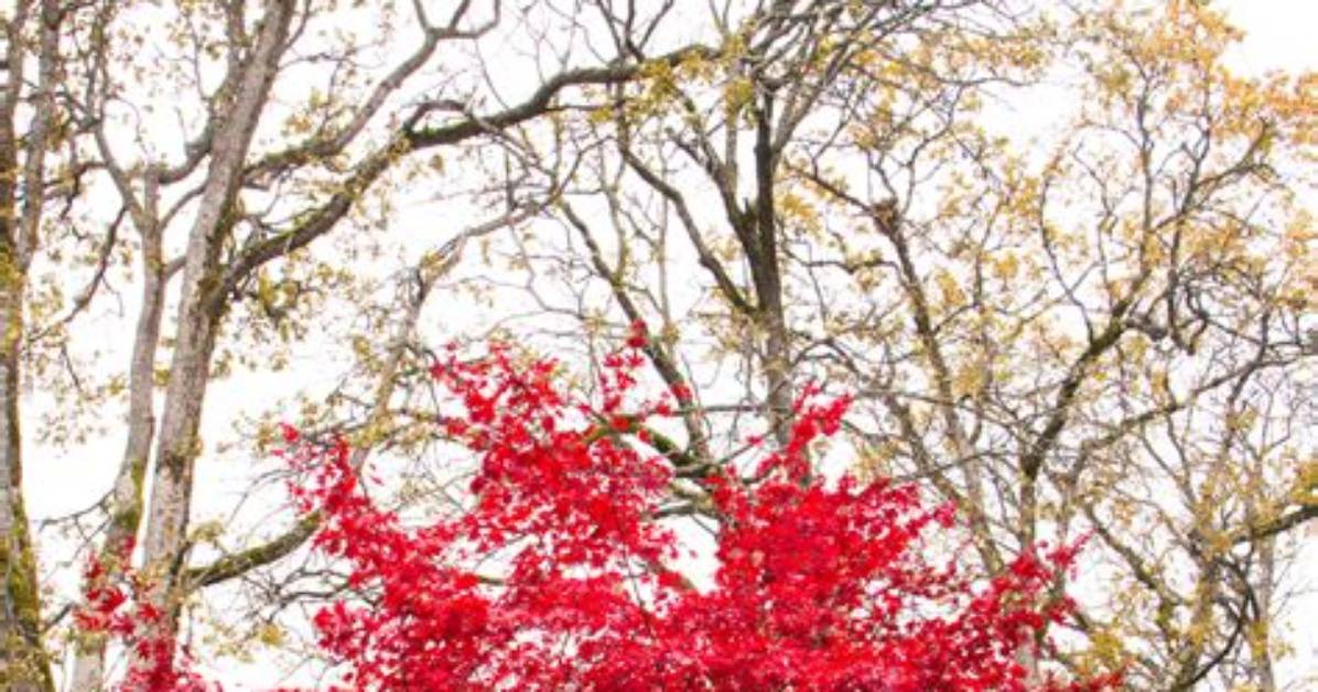 How Fast Does Bloodgood Maple Grow