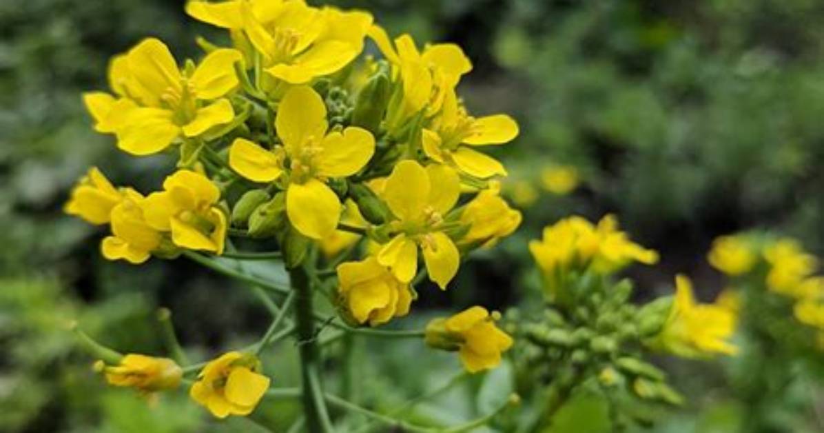 How Fast Does Brassica Rapa Grow