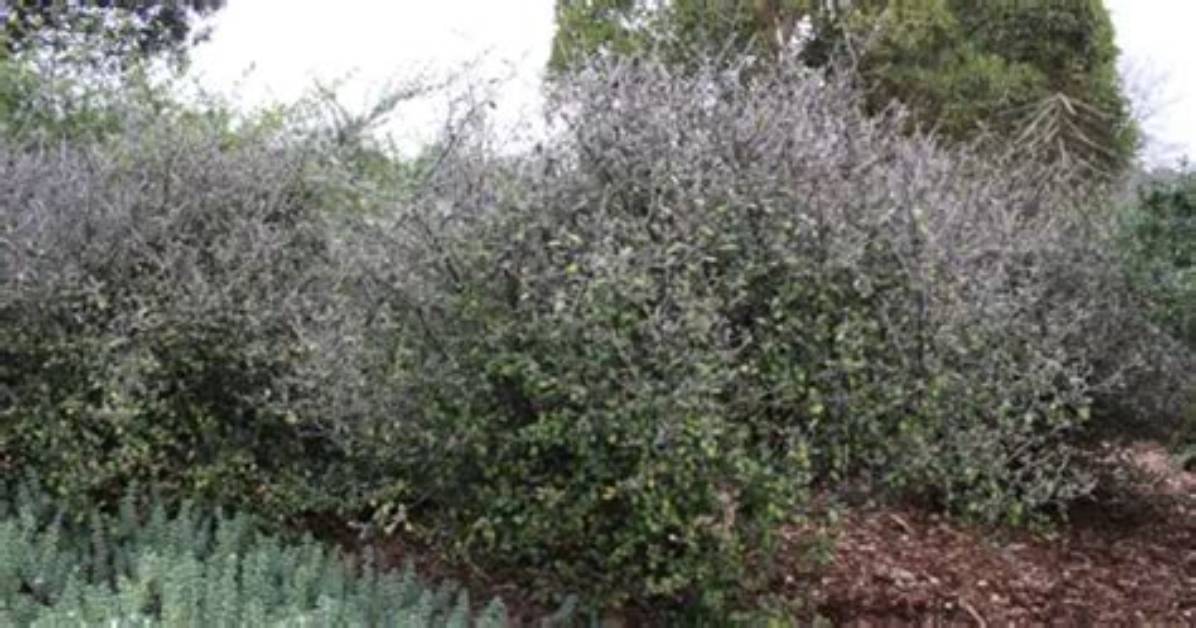 How Fast Does Corokia Grow