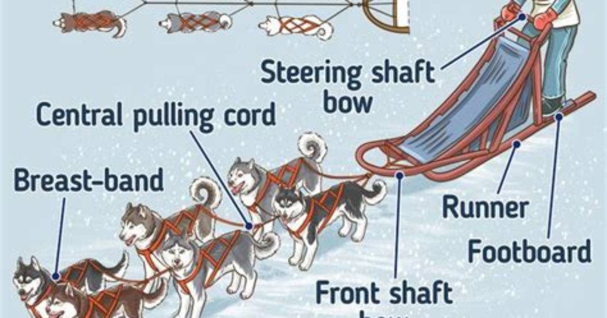 How Fast Does Dog Sled Go