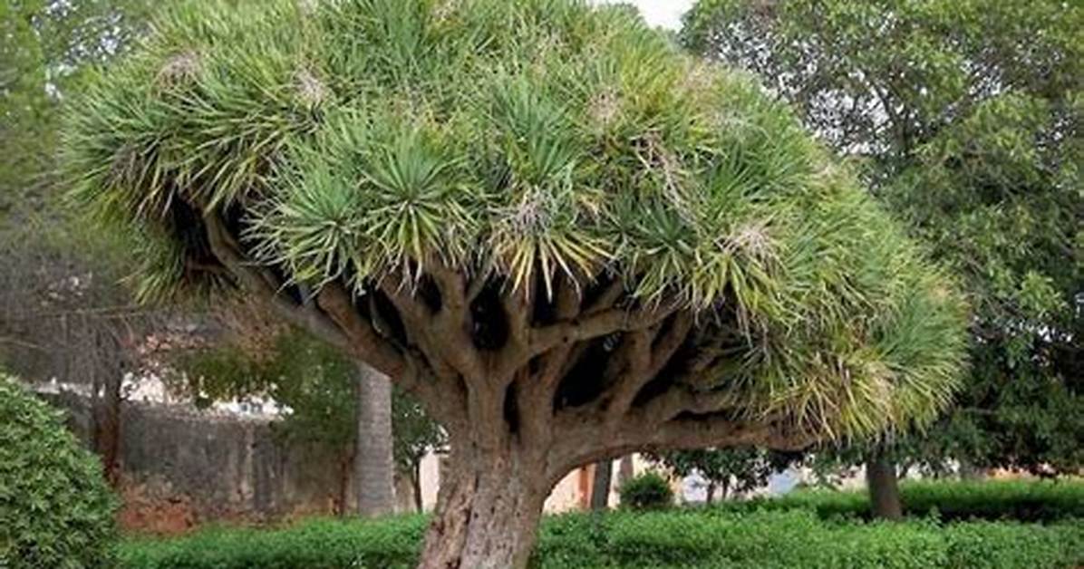 How Fast Does Dragon Tree Grow