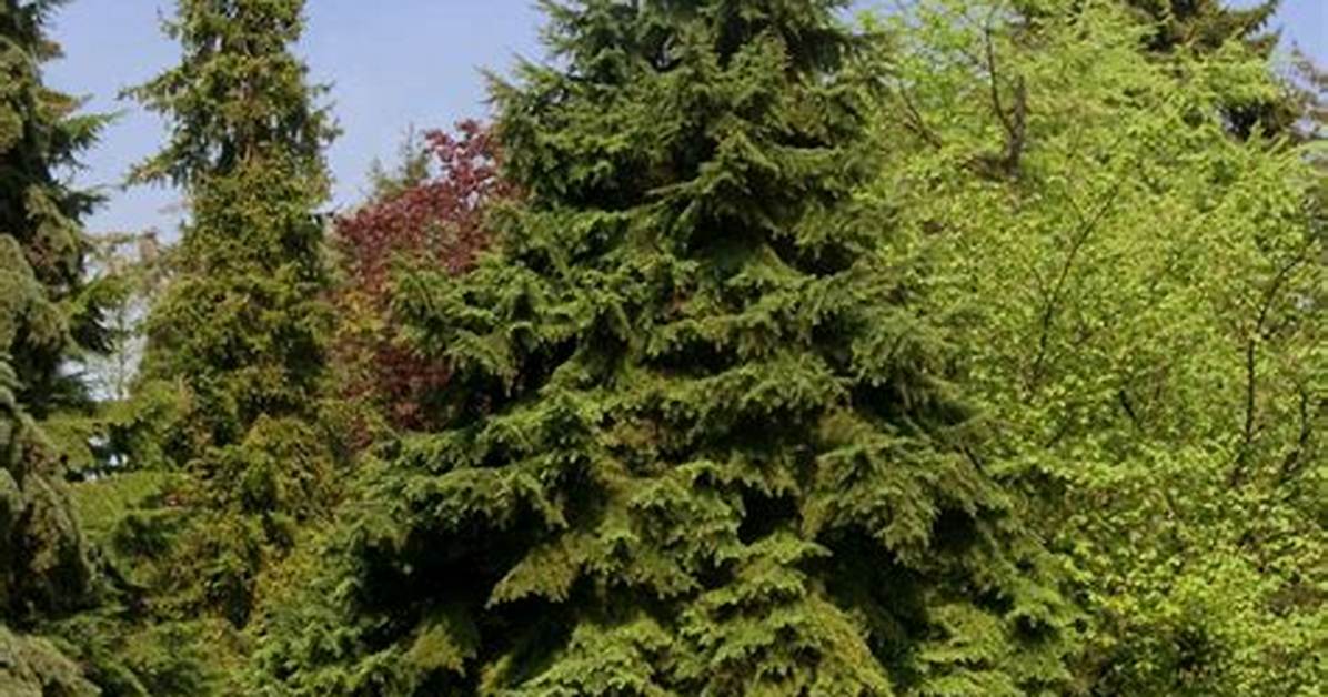 How Fast Does Eastern Hemlock Grow