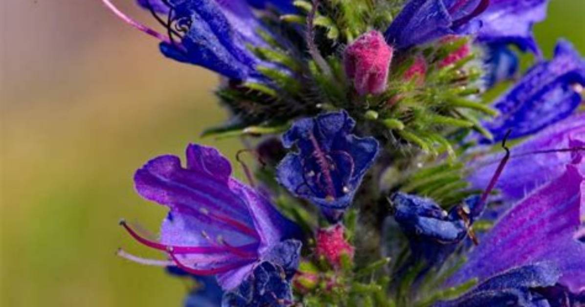 How Fast Does Echium Grow