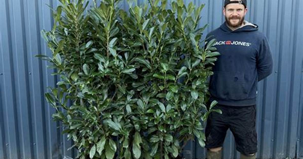 How Fast Does Laurel Hedging Grow