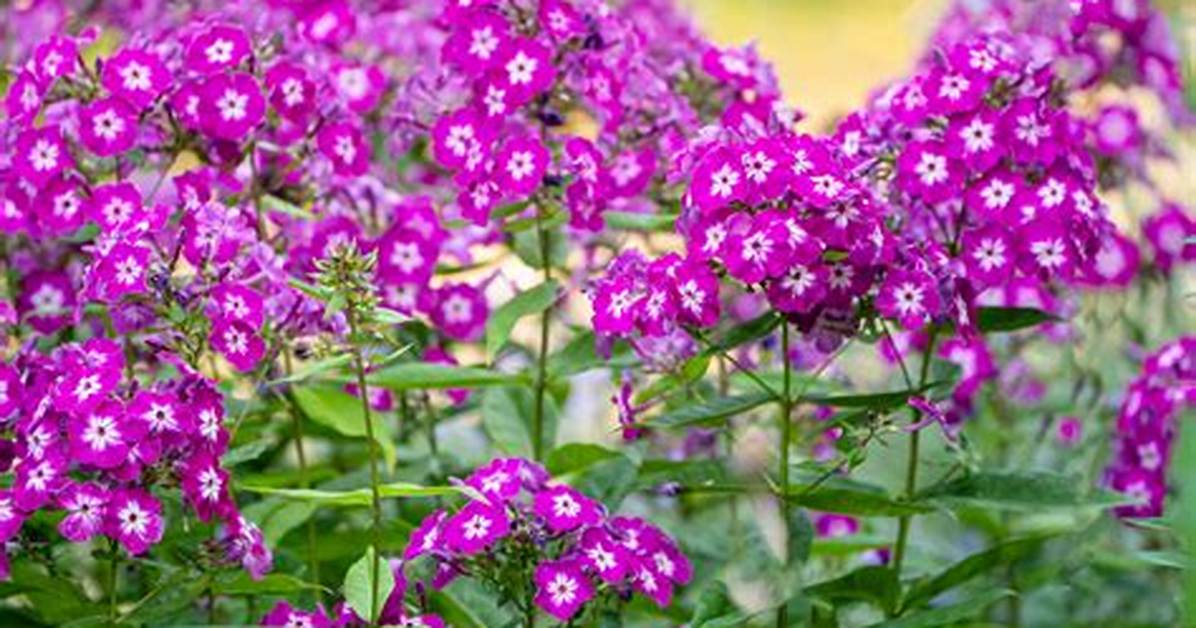 How Fast Does Phlox Grow