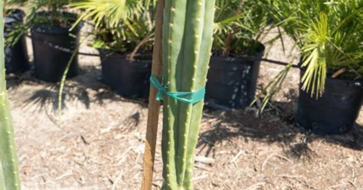 How Fast Does San Pedro Grow