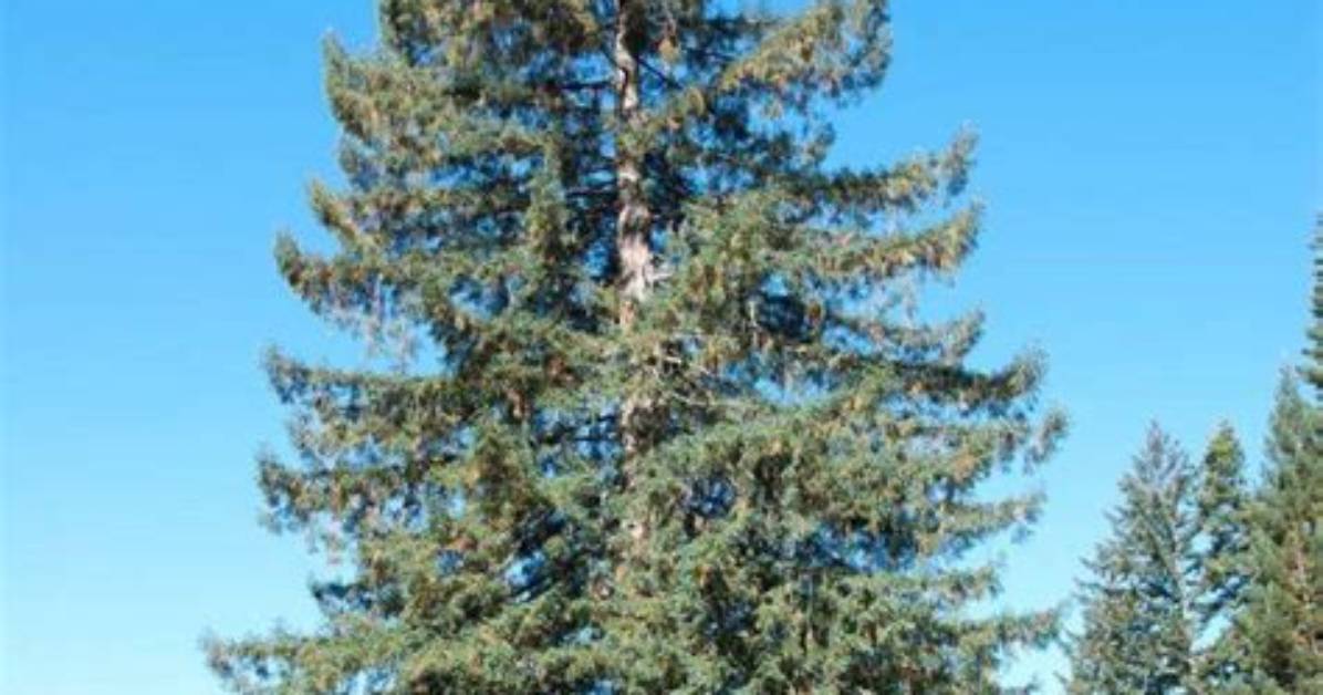 How Fast Does Sitka Spruce Grow