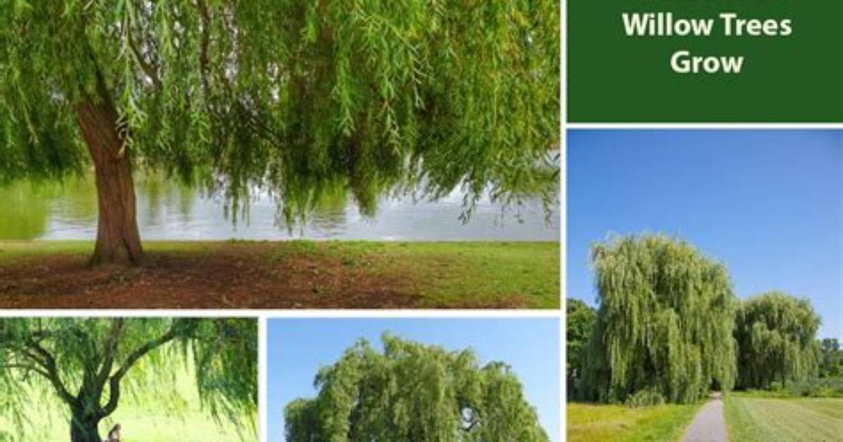 How Fast Does Willow Grow