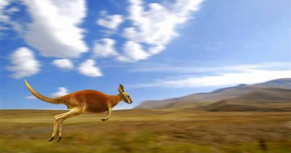 How Fast Is a Kangaroo