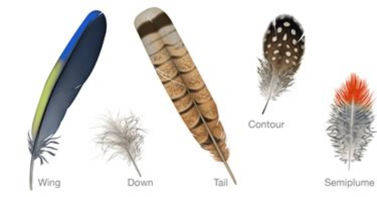 How Feathers Are Made?