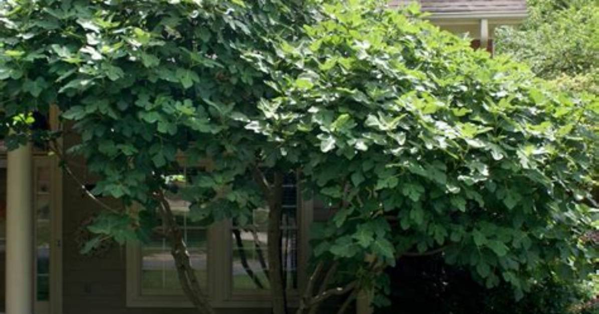 How Hardy Are Fig Trees