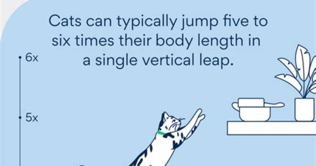 How High Can a Tb Jump?