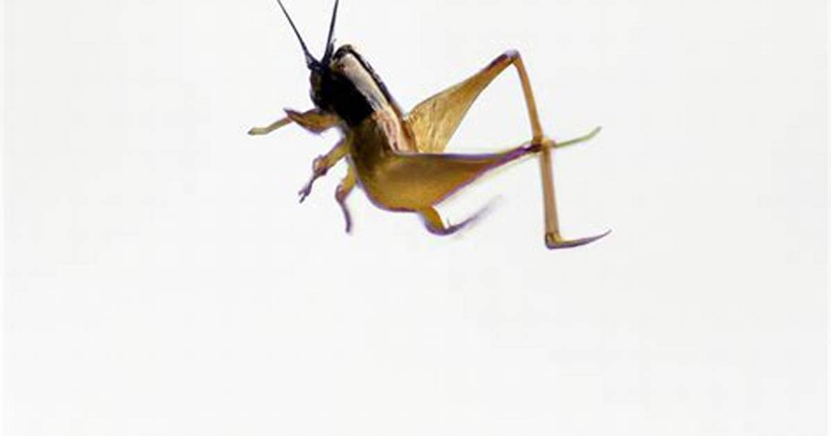 How High Can Crickets Jump