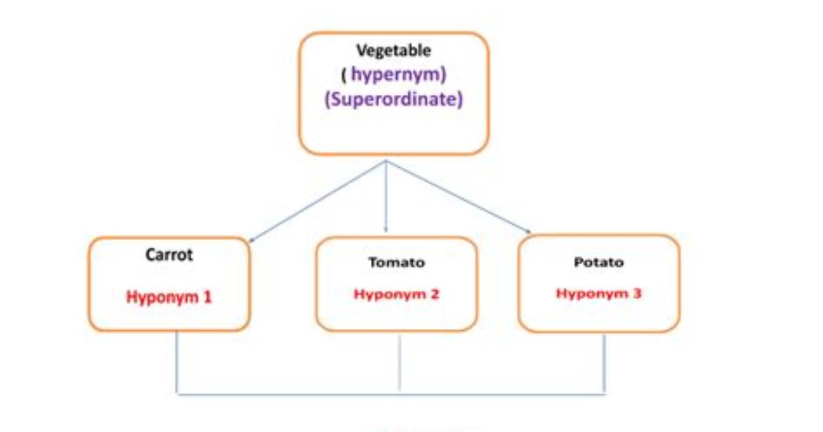 How Hyponym Differs from Superordinate?