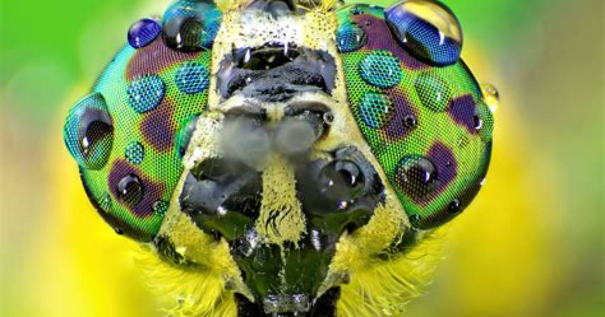 How Insects See the World?
