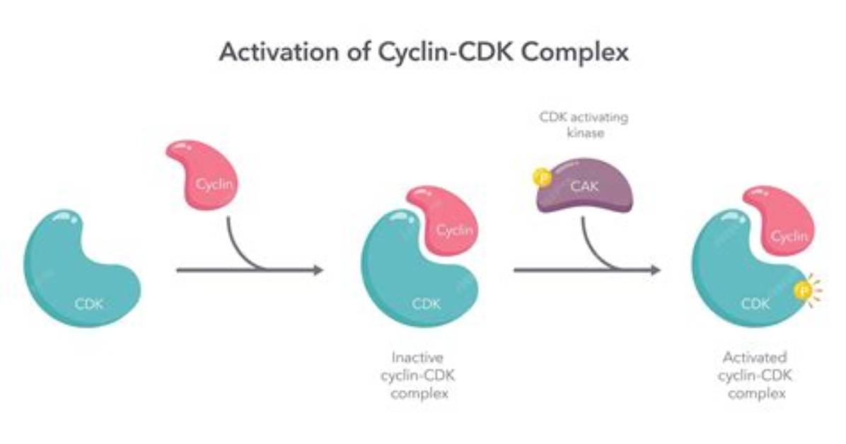 How Is a Cdk Activated