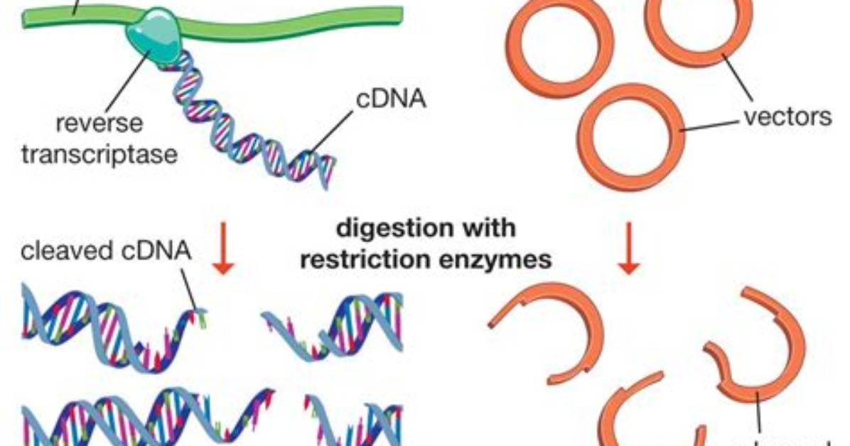 How Is a cDNA Library Made