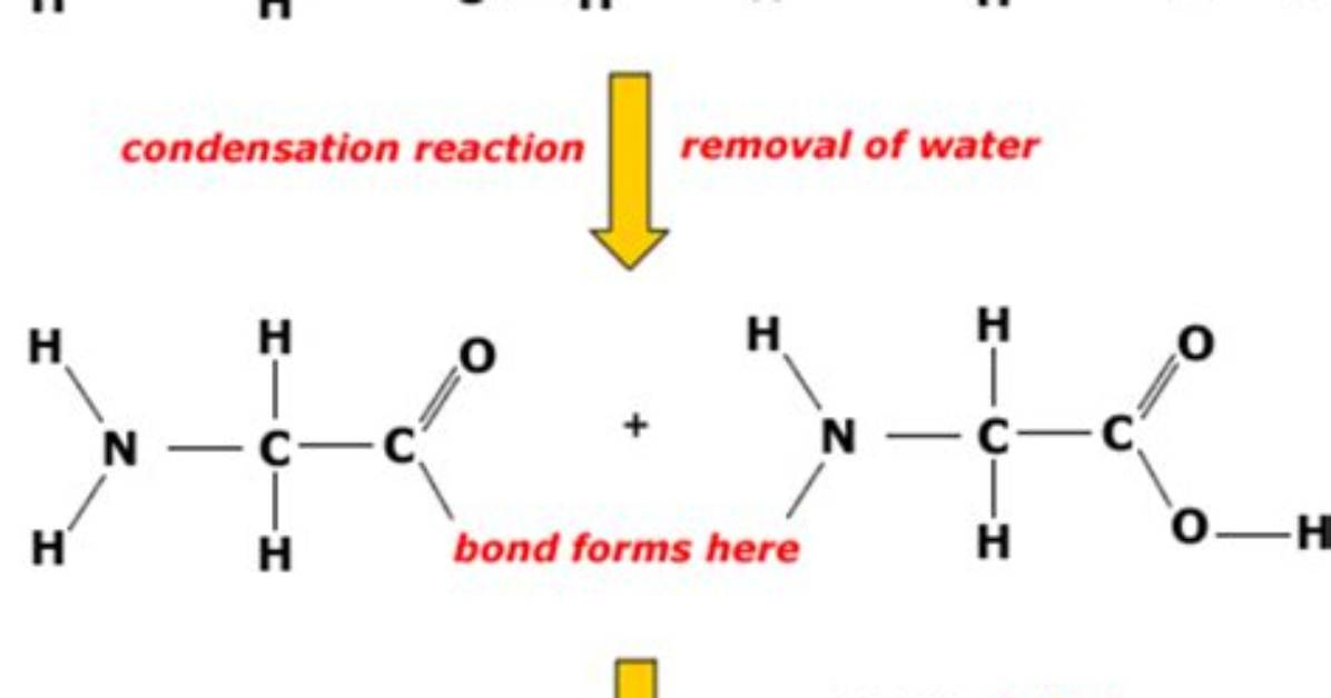How Is a Dipeptide Broken Down?