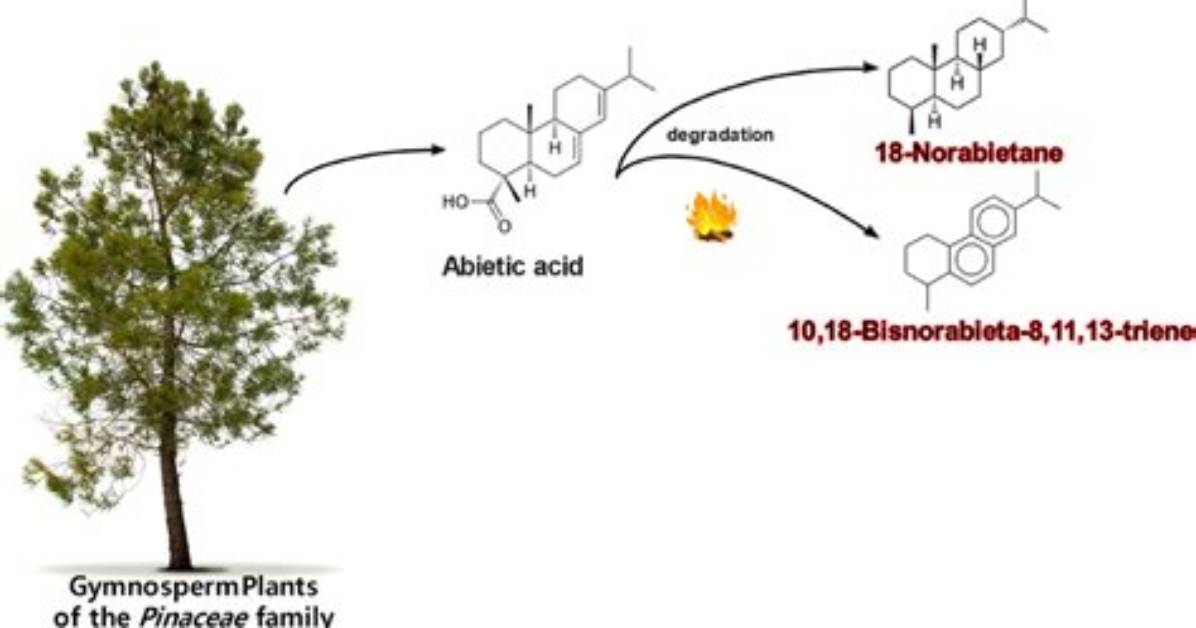 How Is Abietic Acid Produced?