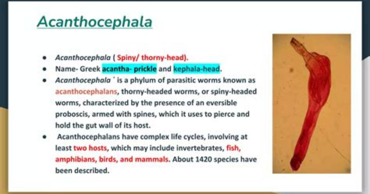 How Is Acanthocephalans Treated?