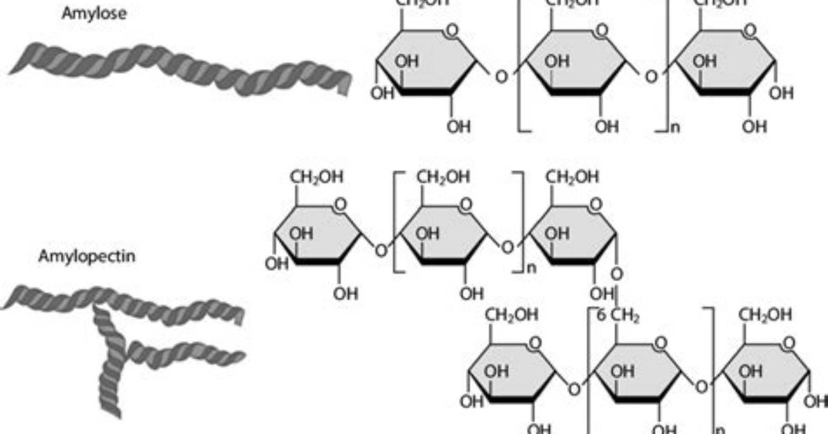 How Is Amylose Different from Amylopectin?