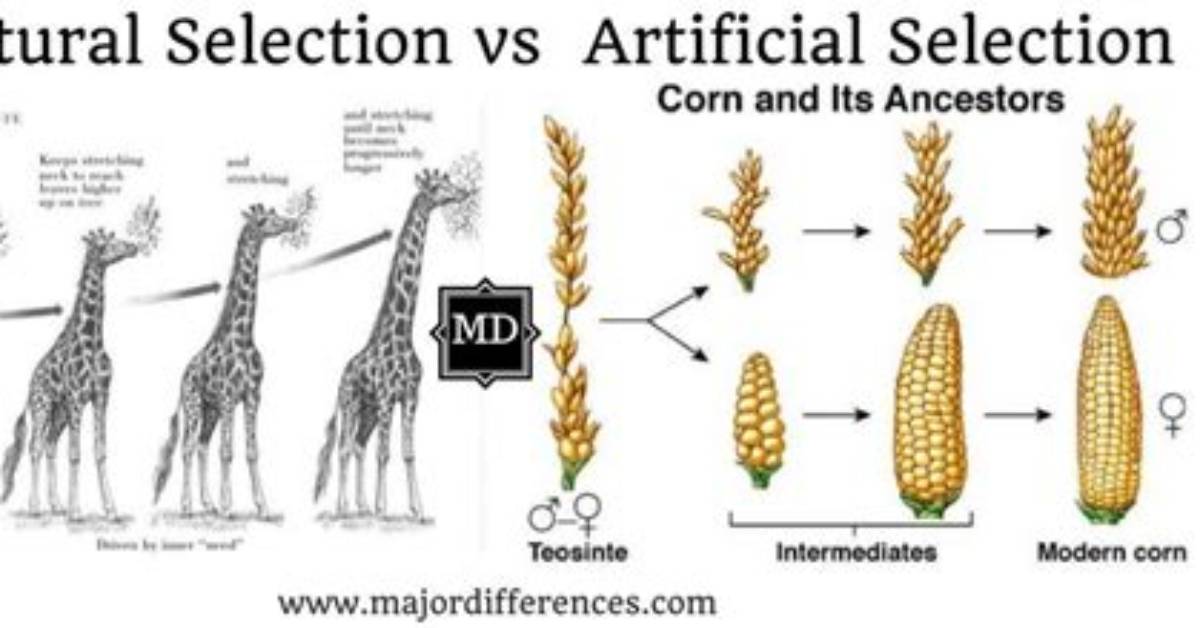 How Is Artificial Selection Different from Natural Selection?