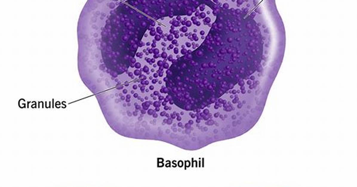 How Is Basophil Structurally Adapted to Its Function?