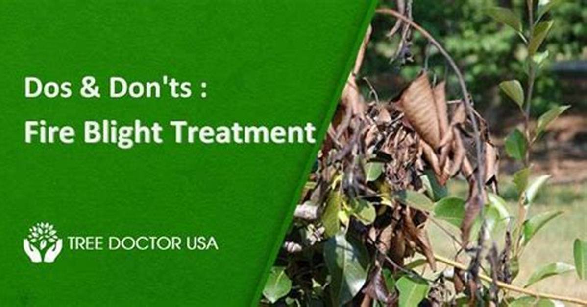 How Is Blight Treated