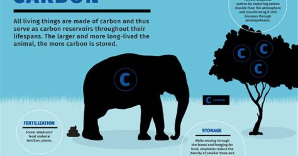 How Is Carbon Used by Animals