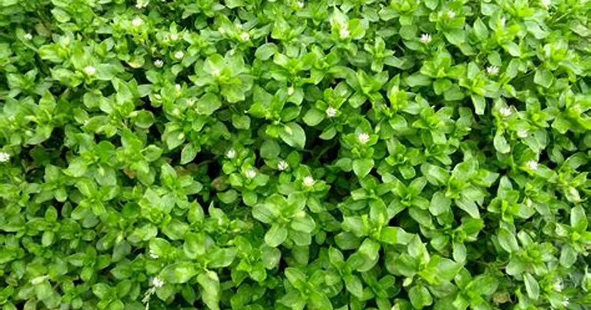 How Is Chickweed Spread