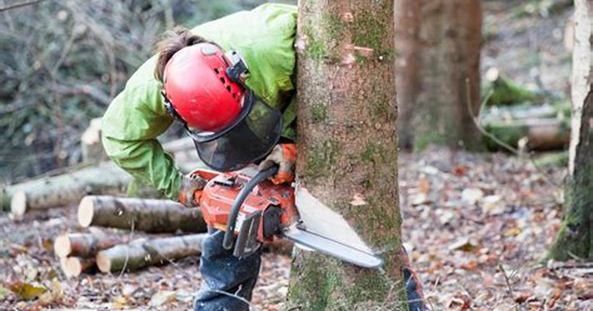 How Is Chopping Down Trees Bad for the Environment?