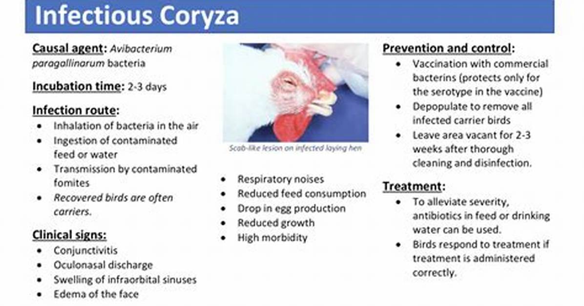 How Is Coryza Spread?