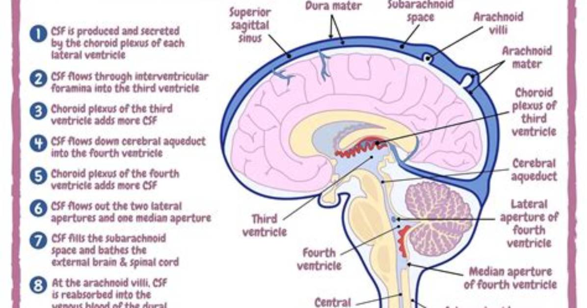 How Is Csf Formed
