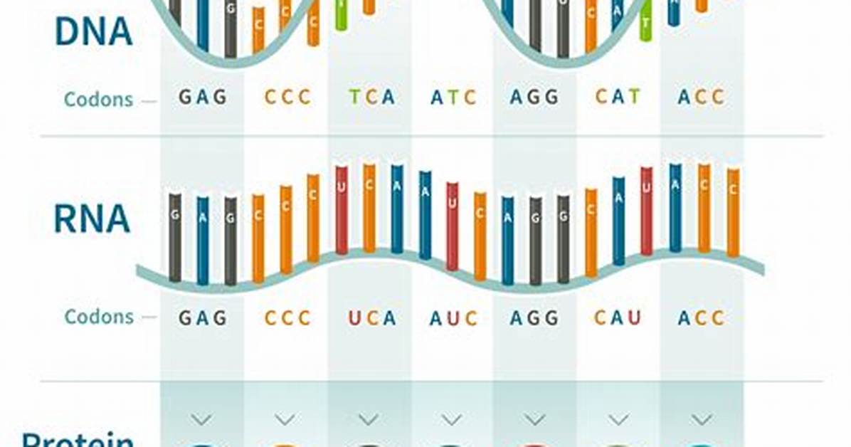 How Is Dna Coded?