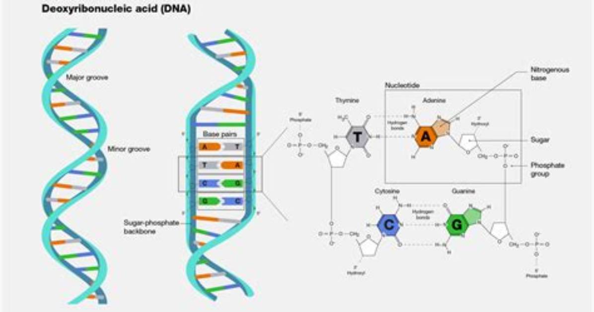 How Is Dna Made Up