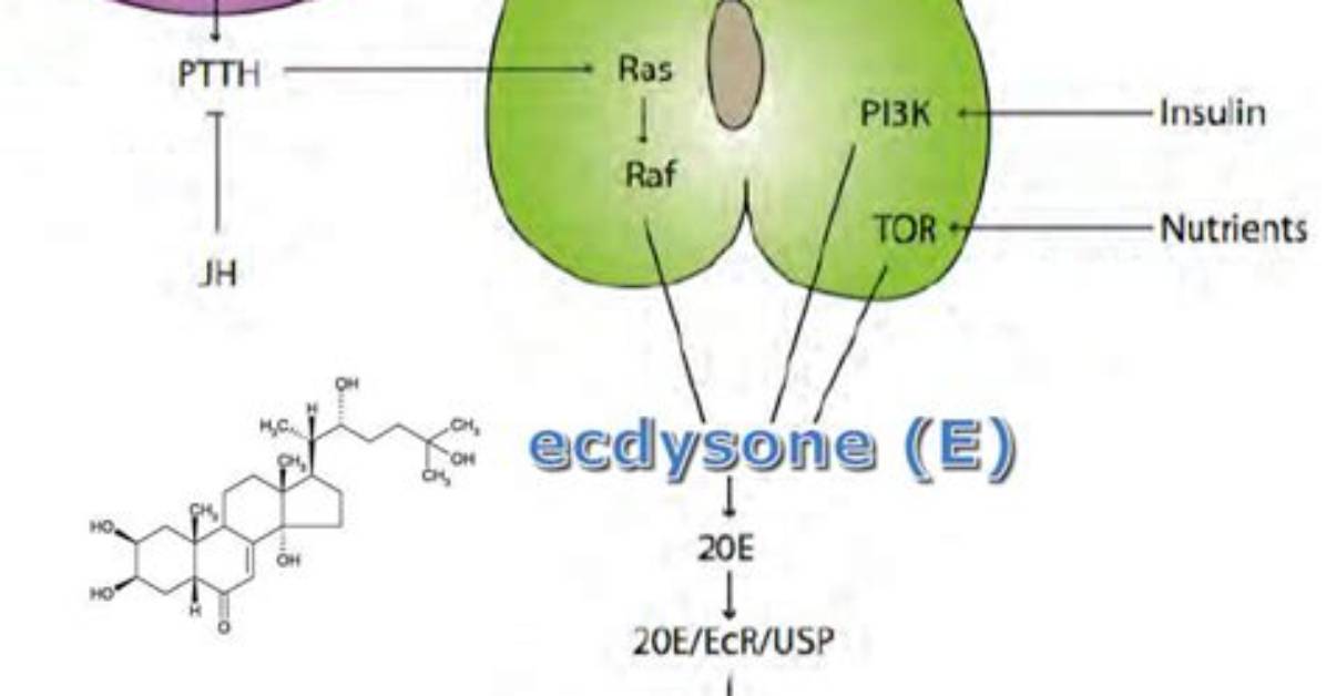 How Is Ecdysone Made?