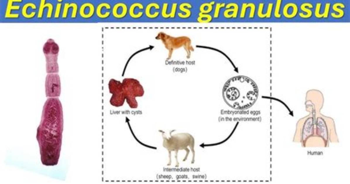 How Is Echinococcus Granulosus Transmitted