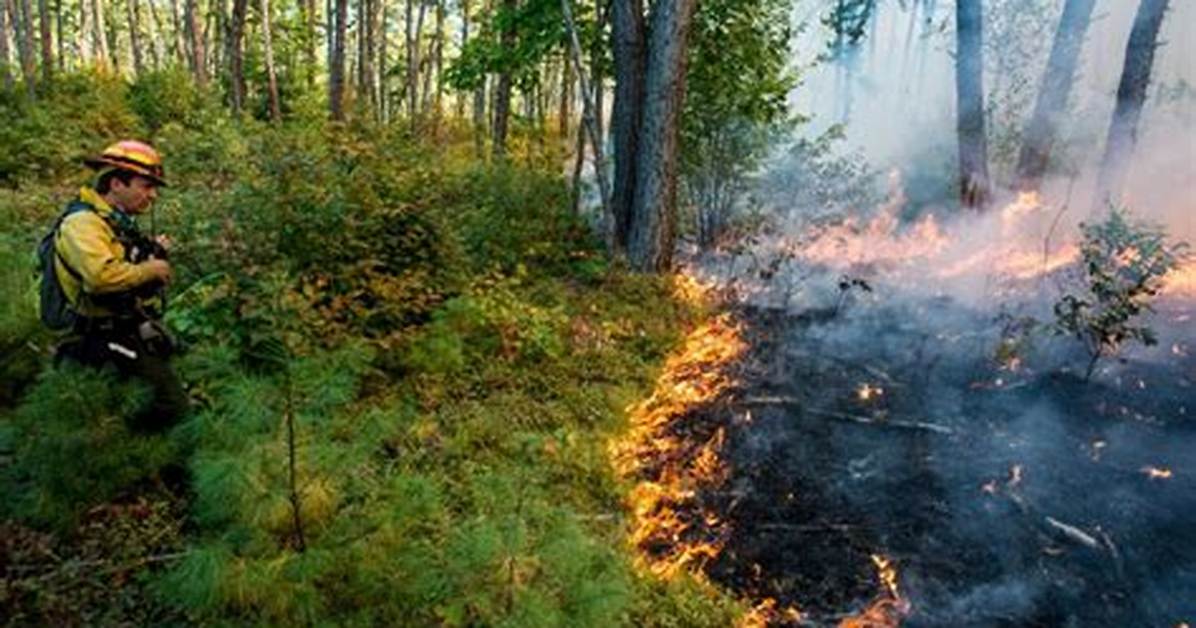 How Is Forest Fire Controlled?