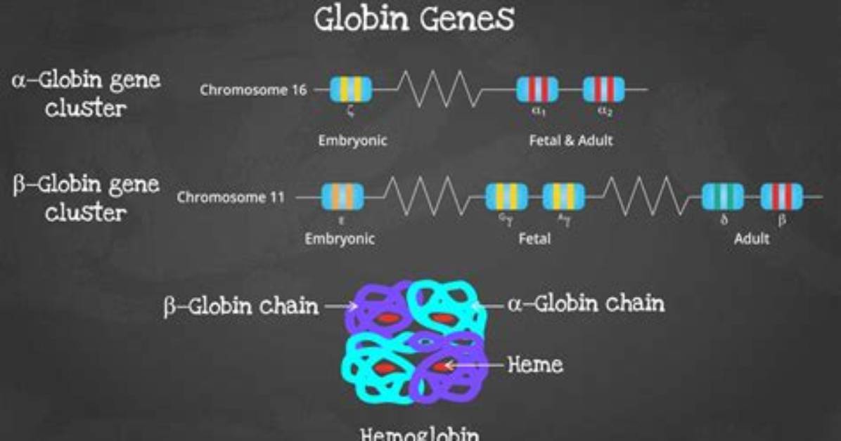 How Is Globin Formed
