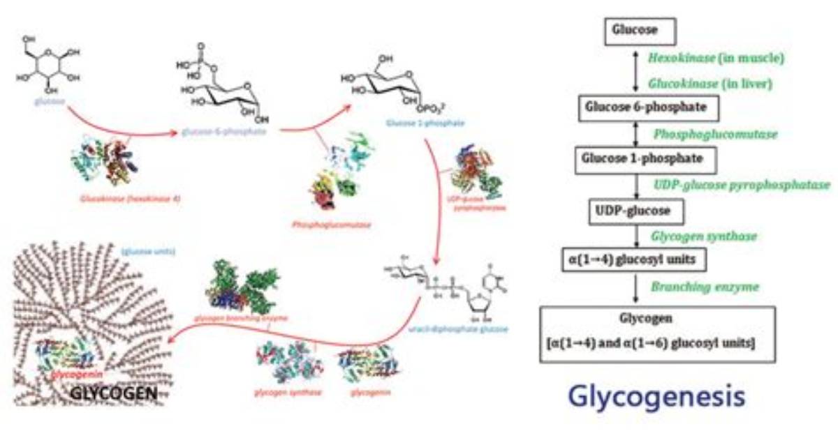 How Is Glycogen Produced