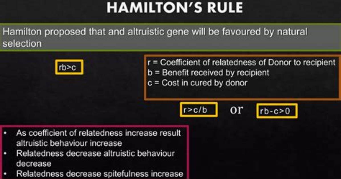 How Is Hamiltons Rule Calculated