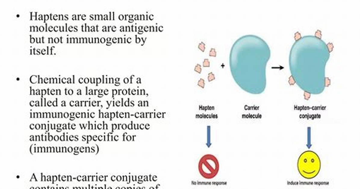 How Is Hapten Created?