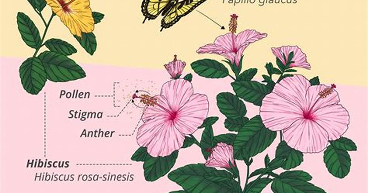 How Is Hibiscus Pollinated
